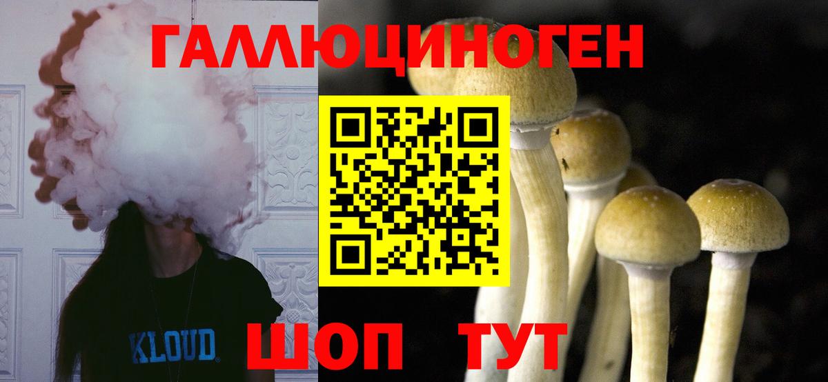 Галлюциногенные грибы Psilocybine cubensis Бердск